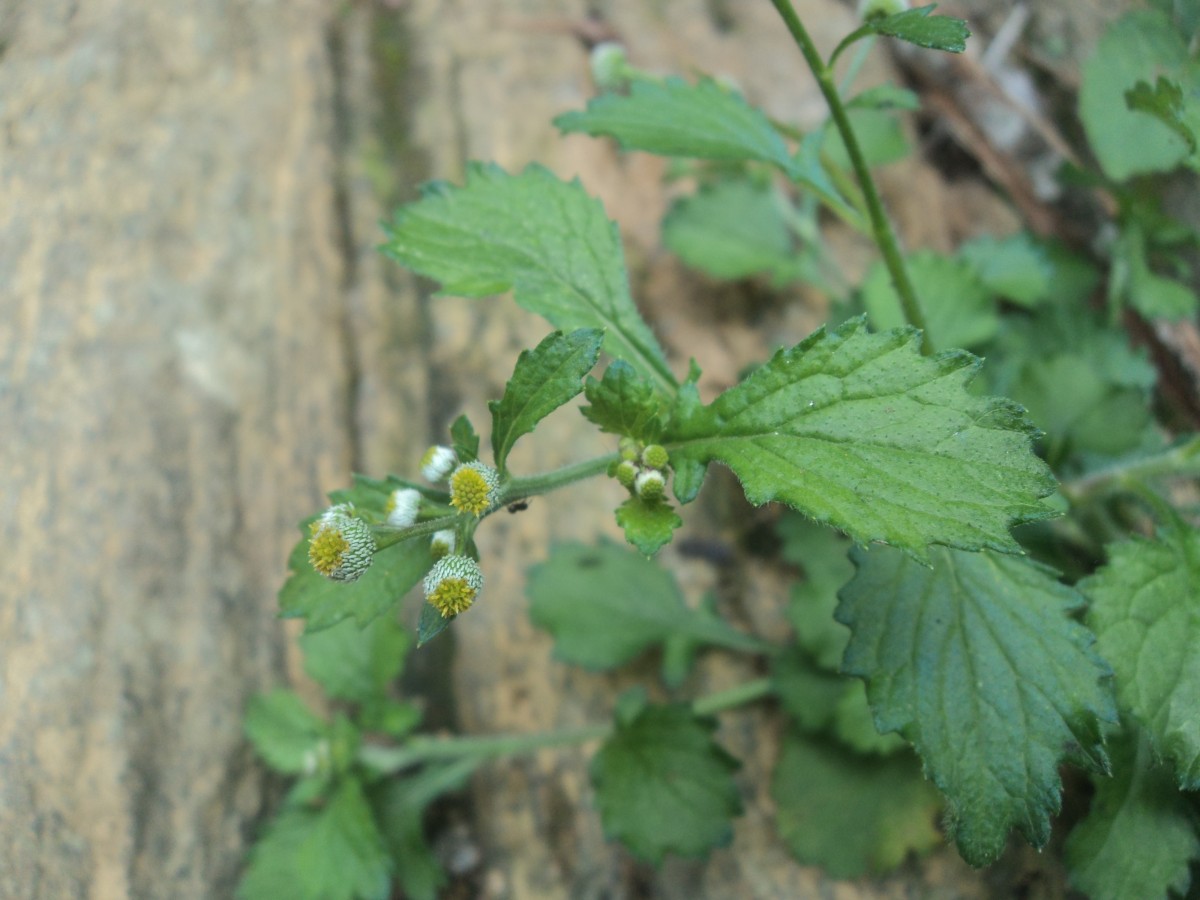 Dichrocephala integrifolia (L.f.) Kuntze